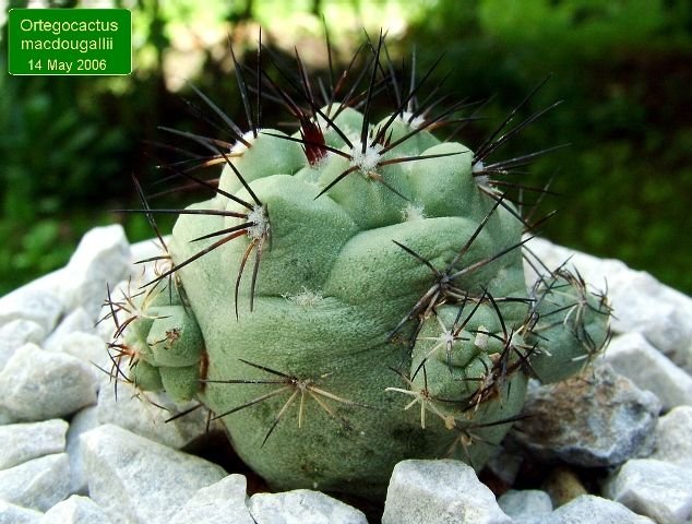 Ortegocactus macdougallii _01